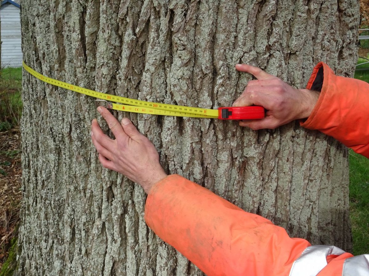 Mesure de la circonférence d'un tronc
