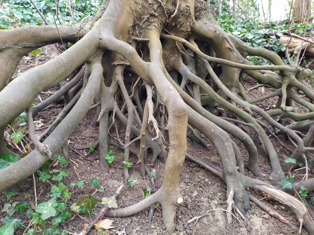 racines d'un érable en bord de Seine à Bougival