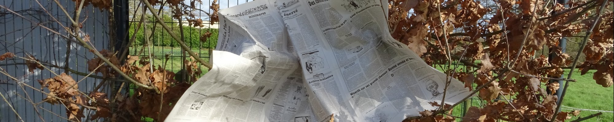 photo d'un journal papier dans un arbre